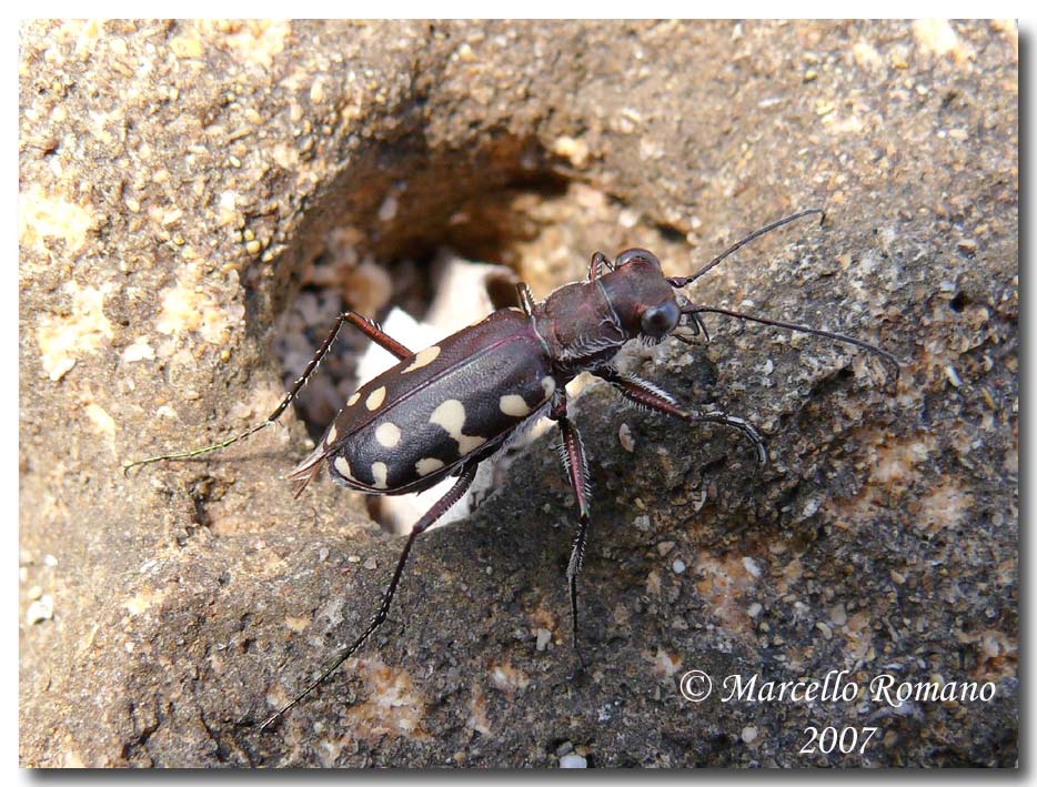 Omaggio alla pi bella cicindela di Sicilia: Calomera lugens